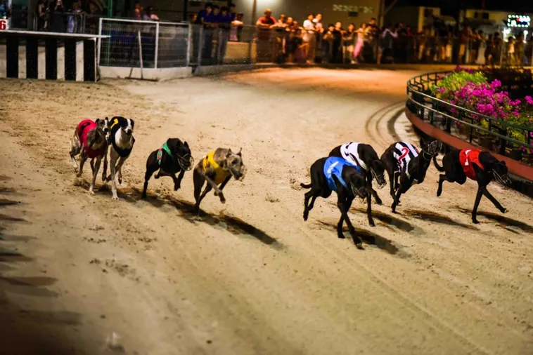 Kinh Nghiệm Chơi Đua Chó Loto188 Bách Chiến Bách Thắng