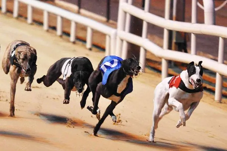 Kinh Nghiệm Chơi Đua Chó Loto188 Bách Chiến Bách Thắng