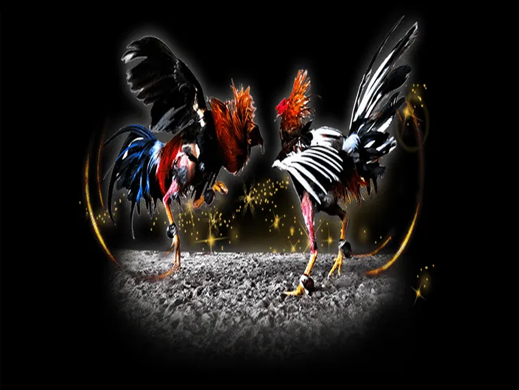 Hướng Dẫn Chơi Đá Gà Sabong Loto188 Từ A Đến Z Cho Người Mới