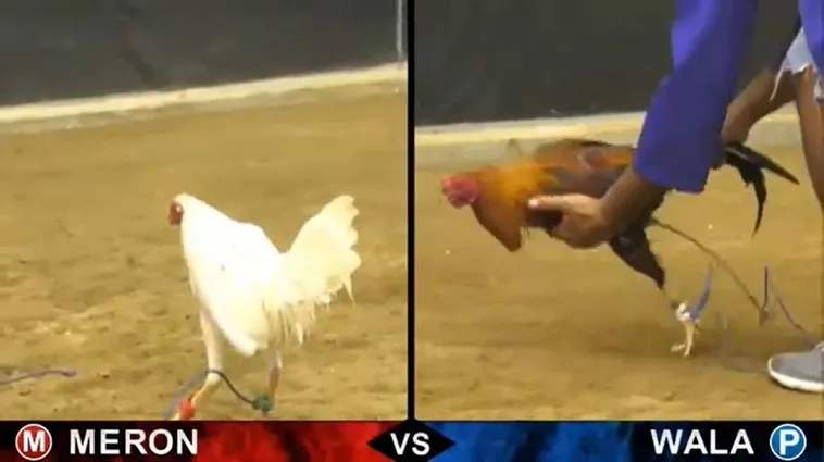 Hướng Dẫn Chơi Đá Gà Sabong Loto188 Từ A Đến Z Cho Người Mới